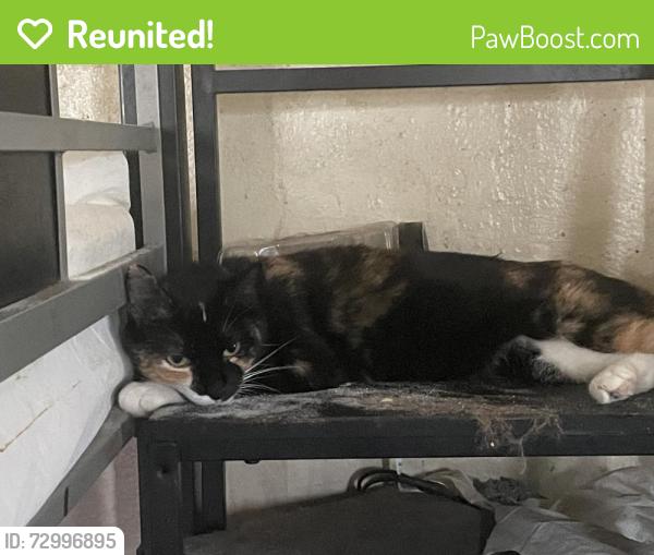 Reunited Female Cat last seen South 16th Ave and Mead, Yakima, WA 98902