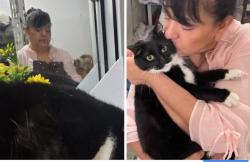 Reunited Female Cat last seen Royal Blvd an Colorado Ave, Elgin, IL 60123