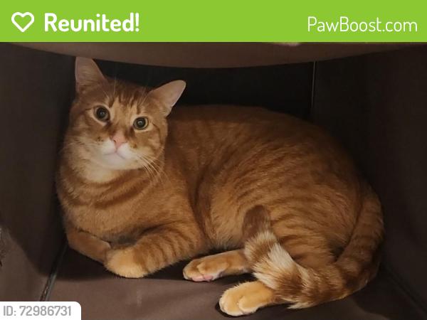 Reunited Male Cat last seen 219th and 41st ave se - Bot, Bothell, WA 98021