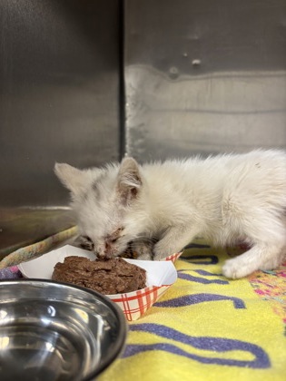 Shelter Stray Unknown Cat last seen Near Oxcart Run, CITY of El Paso, TX, 5001 Fred Wilson Ave, El Paso, TX 79906, USA