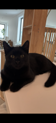 Lost Male Cat last seen Pierce and Capra in the Marina District , San Francisco, CA 94123