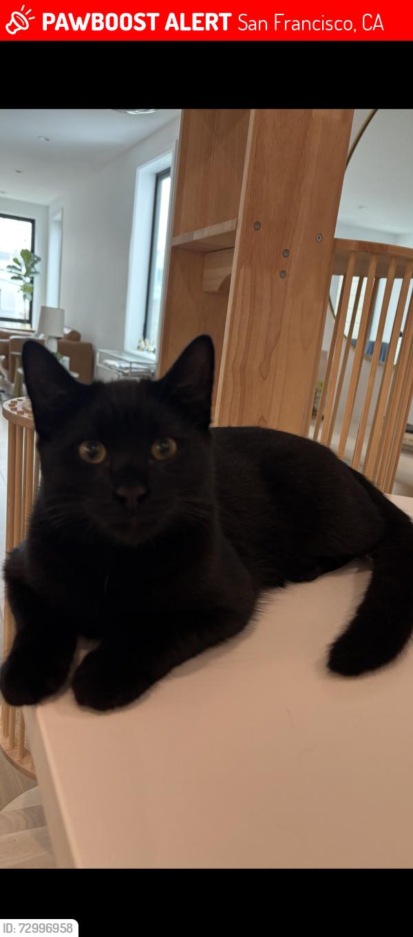 Lost Male Cat last seen Pierce and Capra in the Marina District , San Francisco, CA 94123