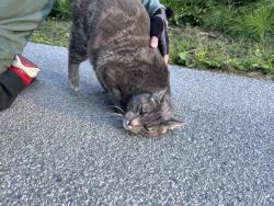 Found/Stray Male Cat last seen Rupert Park on the walking loop behind the big trees nearest to the tunnel , Vancouver, BC V5K 4L9