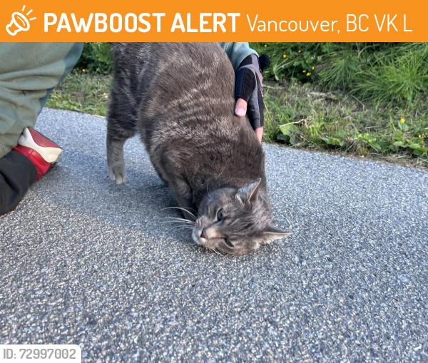 Found/Stray Male Cat last seen Rupert Park on the walking loop behind the big trees nearest to the tunnel , Vancouver, BC V5K 4L9