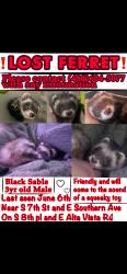 Lost Male Ferret last seen S 7th st and E Southern Ave, Phoenix, AZ 85042