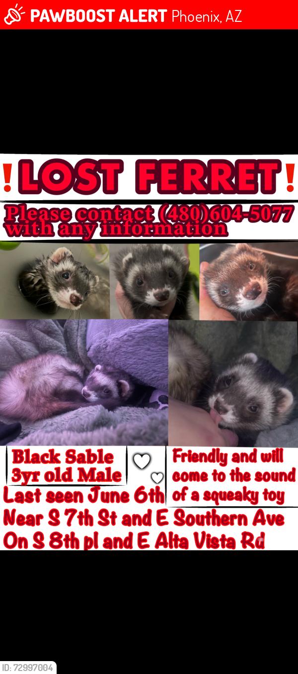 Lost Male Ferret last seen S 7th st and E Southern Ave, Phoenix, AZ 85042