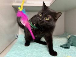 Shelter Stray Female Cat last seen NEW YORK, NY, 10029, 326 E 110th St, New York, NY 10029, USA