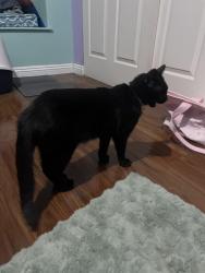 Reunited Male Cat last seen Pebble and Gilespie, Enterprise, NV 89123