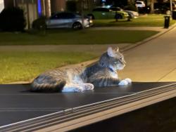 Found/Stray Female Cat last seen Knob pines ct and spring hill rd, Auburn Lakes, TX 77389