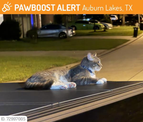 Found/Stray Female Cat last seen Knob pines ct and spring hill rd, Auburn Lakes, TX 77389
