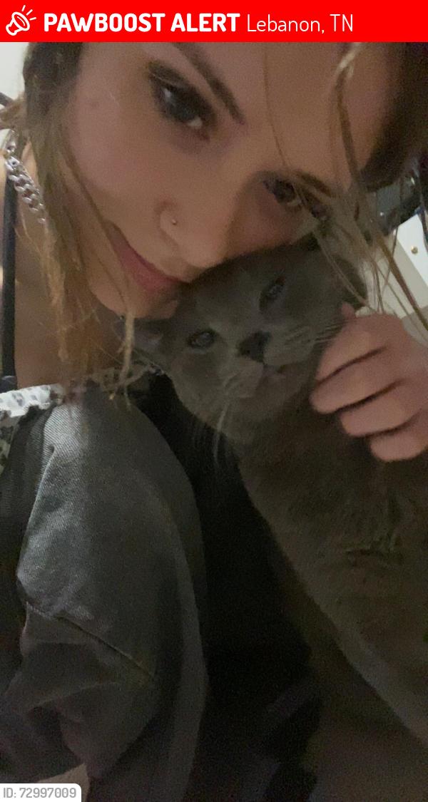 Lost Male Cat last seen Sam Huston school, Lebanon, TN 37087