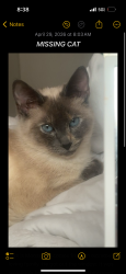 Lost Male Cat last seen Near fern st sw oly, Olympia, WA 98502