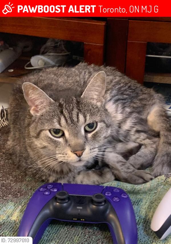 Lost Male Cat last seen Pape and Strathcona Avenue, Toronto, ON M4J 1G8