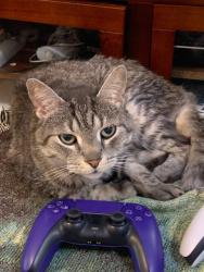 Lost Male Cat last seen Pape and Strathcona Avenue, Toronto, ON M4J 1G8