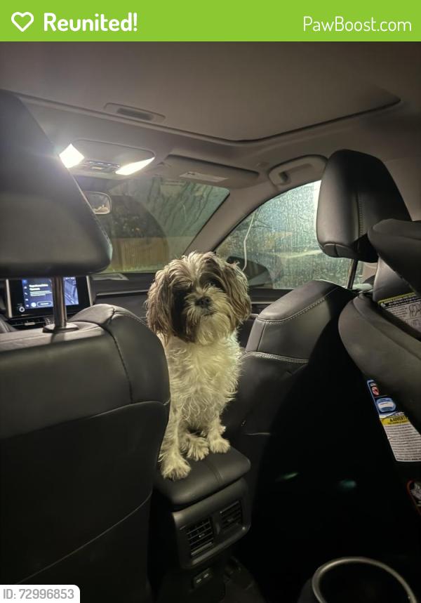 Reunited Female Dog last seen Gilmore and Beethoven, Los Angeles, CA 90066