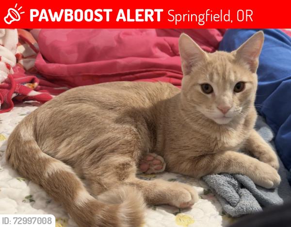Lost Male Cat last seen U Street in Marcola Meadows , Springfield, OR 97477