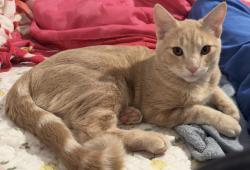 Lost Male Cat last seen U Street in Marcola Meadows , Springfield, OR 97477