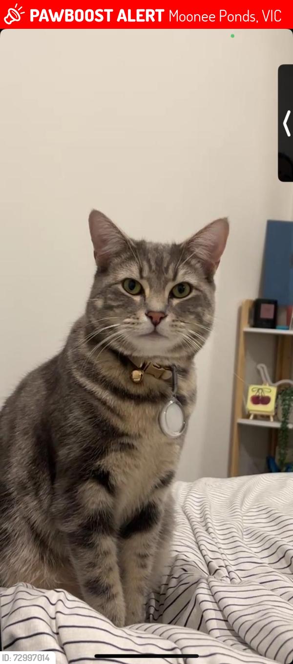 Lost Male Cat last seen Queens park, Moonee ponds , Moonee Ponds, VIC 3039