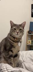 Lost Male Cat last seen Queens park, Moonee ponds , Moonee Ponds, VIC 3039