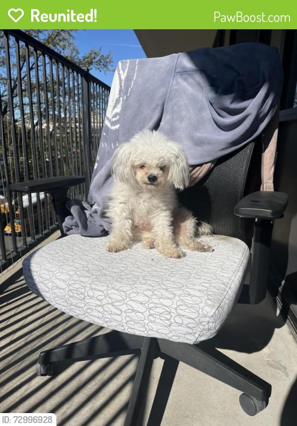 Reunited Female Dog last seen Near J street, The Wong Center , Sacramento, CA 95814