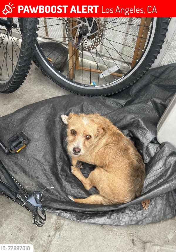 Lost Male Dog last seen Imperial Hwy & Central & Avalon, Los Angeles, CA 90059