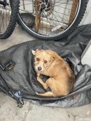 Lost Male Dog last seen Imperial Hwy & Central & Avalon, Los Angeles, CA 90059
