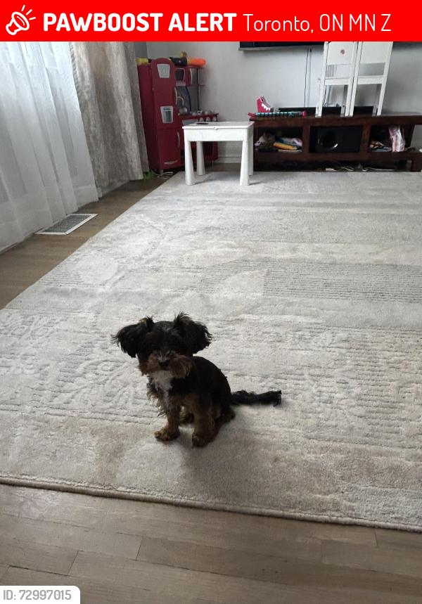 Lost Male Dog last seen Jane and Lawrence , Toronto, ON M9N 2Z8