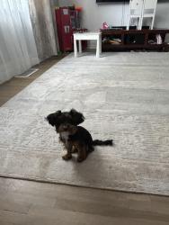 Lost Male Dog last seen Jane and Lawrence , Toronto, ON M9N 2Z8