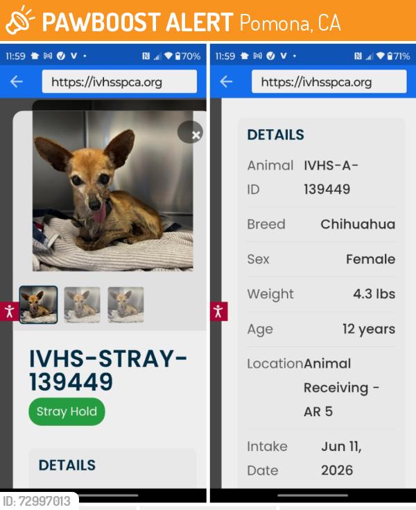 Found/Stray Female Dog last seen Pomona Islander MHP on Valley Blvd., Pomona, Pomona, CA 91768