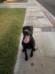 Reunited Male Dog last seen Neighborhood Behind Lied Middle School, Las Vegas, NV 89130