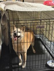 Reunited Male Dog last seen Brookhurst and Westminster, Garden Grove, CA 92843