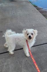 Lost Female Dog last seen Mesa Dr and University, Mesa, AZ 85203