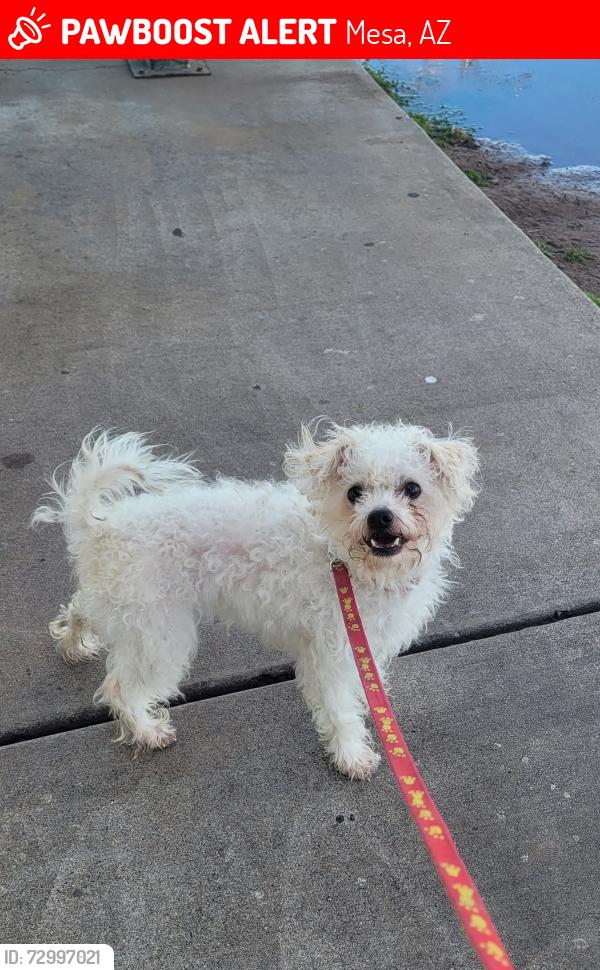 Lost Female Dog last seen Mesa Dr and University, Mesa, AZ 85203