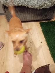 Lost Male Dog last seen Lucky's Portola ave Livermore , Livermore, CA 94551