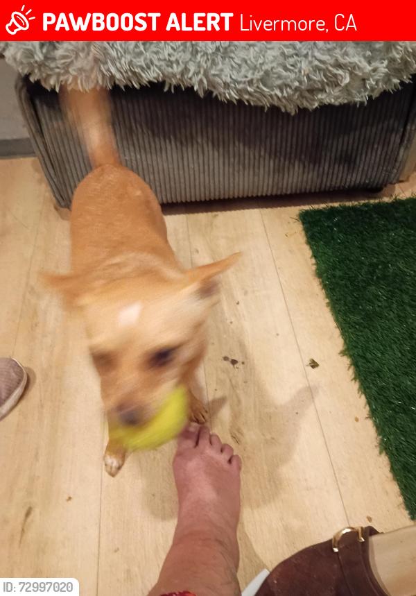 Lost Male Dog last seen Lucky's Portola ave Livermore , Livermore, CA 94551