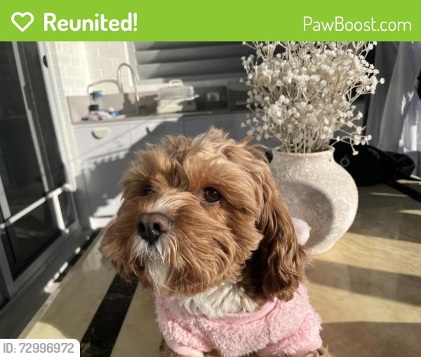 Reunited Male Dog last seen Moore Reserve park, Hurstville Grove, NSW 2220