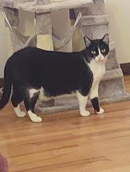Reunited Female Cat last seen Coronado and 64th Long Beach, CA, Long Beach, CA 90805