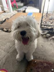 Reunited Female Dog last seen Near & 40th, Miami, FL 33165