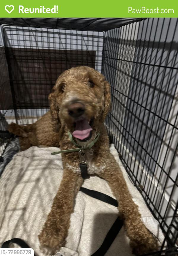 Reunited Male Dog last seen Airport Blvd, Los Angeles, CA 90045