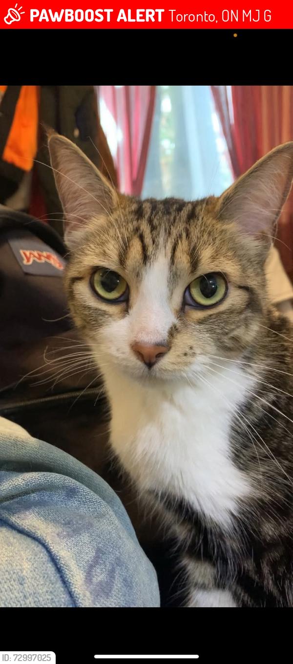 Lost Female Cat last seen Pape and Strathcona avenue, Toronto, ON M4J 1G8