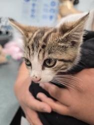 Shelter Stray Female Cat last seen , West Valley Animal Shelter, 20655 Plummer St, Chatsworth, CA 91311, USA