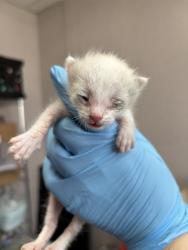 Shelter Stray Male Cat last seen MOUNTAIN VIEW X 7TH, 333 Chandler Pl, San Bernardino, CA 92408, USA