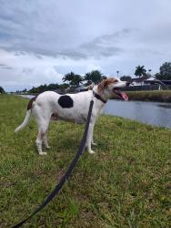 Reunited Female Dog last seen Near NW 13th St, Miami, FL 33126, USA, Miami, FL 33126