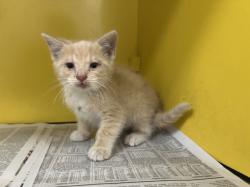Shelter Stray Male Cat last seen , 3201 Lacy St, Los Angeles, CA 90031, USA