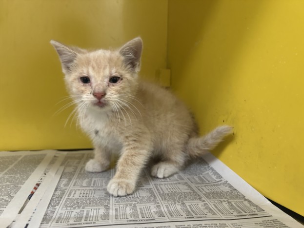 Shelter Stray Male Cat last seen , 3201 Lacy St, Los Angeles, CA 90031, USA
