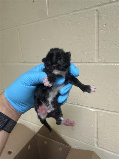 Shelter Stray Male Cat last seen QUAY CT & HAVENSIDE DR, 2127 Front St, Sacramento, CA 95818, USA