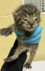 Shelter Stray Male Cat last seen R ST & 12TH ST, 2127 Front St, Sacramento, CA 95818, USA