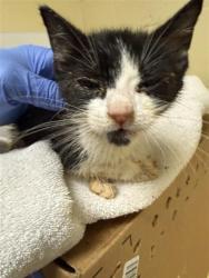 Shelter Stray Male Cat last seen RIVERSIDE BLVD & CLIPPER WAY, 2127 Front St, Sacramento, CA 95818, USA