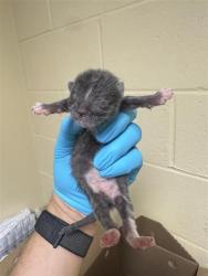 Shelter Stray Male Cat last seen QUAY CT & HAVENSIDE DR, 2127 Front St, Sacramento, CA 95818, USA