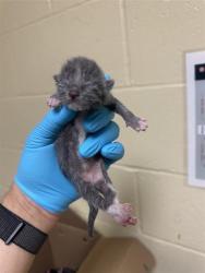 Shelter Stray Male Cat last seen QUAY CT & HAVENSIDE DR, 2127 Front St, Sacramento, CA 95818, USA